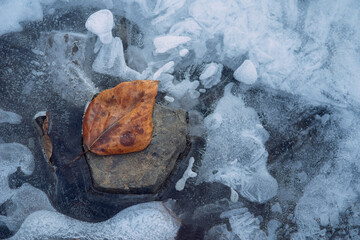 Spent Poplar Leave on a Rock in an Iced Over Stream.