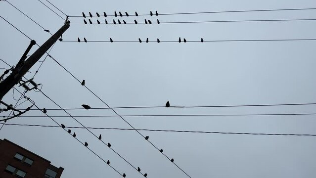 Flock of pigeons sits on wires of city streets.Birds on wires emigration concept