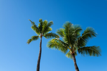 Two Royal Palm Trees Under Blue Sky in Waikiki, Oahu, Hawaii.