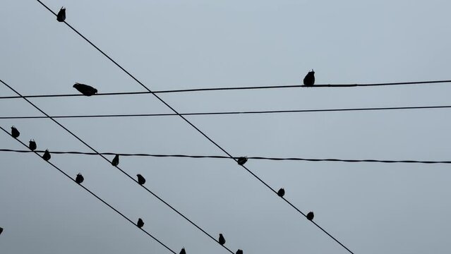 Flock of pigeon birds lands on an electric wire on a cloudy day in the city.