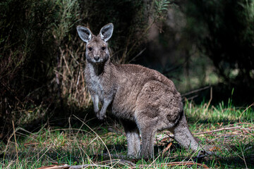 Fototapeta premium Juvenile Eastern Grey Kangaroo eating grass