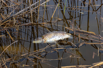 DEAD FISH IN POLLUTED RIVER. ENVIRONMENT