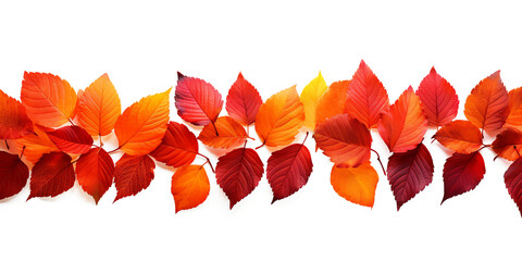 red and orange autumn leaves foliage border isolated on transparent background