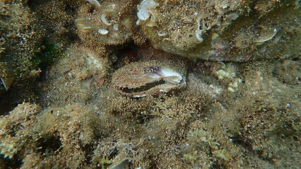 Dead bivalve mollusc European flat oyster or common oyster (Ostrea edulis) undersea, Aegean Sea, Greece, Halkidiki
