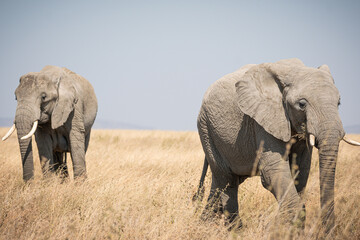 Portrait of african elephants (loxodonta africana) walking through the great savanna of Serengeti...