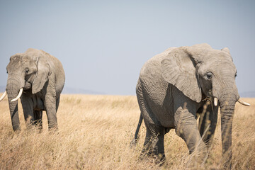 Fototapeta na wymiar Portrait of african elephants (loxodonta africana) walking through the great savanna of Serengeti National Park, Tanzania