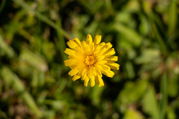 A single chrysanthemum in the grass in vintage style