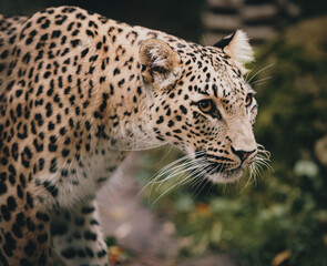 Close Up - Persischer Leopard (Panthera pardus tulliana) in einem Freigehege