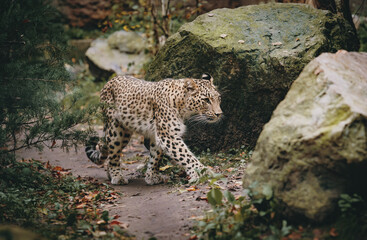Tierportrait - Persischer Leopard (Panthera pardus tulliana) läuft in einem Freigehege