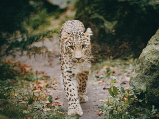 Tierportrait - Persischer Leopard (Panthera pardus tulliana) läuft in einem Freigehege