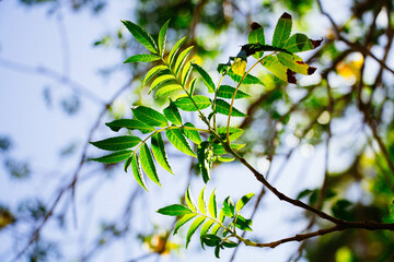 a tree branch looks amazing