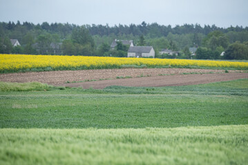 Barley in the field. Green ears of barley in the spring field. Cereal plants waving in the wind.