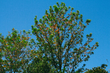 Under a blue sky, stands a lone green tree