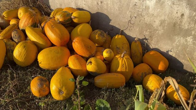 Large ripe orange pumpkins lie in a pile 