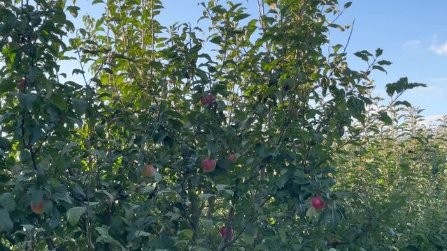 Harvest of ripe red apples on the apple tree 