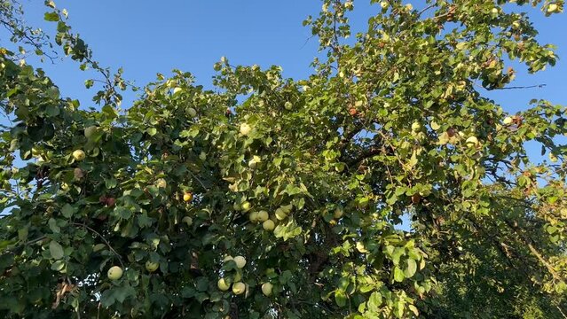 Harvest of ripe juicy apples on the apple tree 
