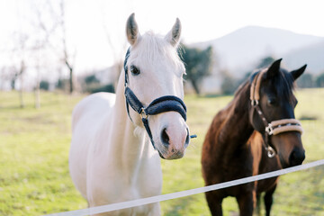 White and bay horses stand near a rope fence on a green pasture