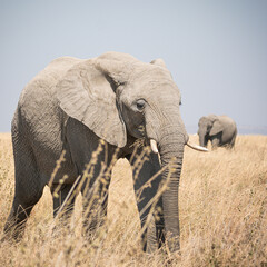 Portrait of african elephants (loxodonta africana) walking through the great savanna of Serengeti National Park, Tanzania