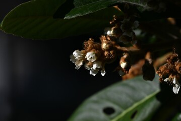 The loquat ( Rhaphiolepis bibas ) buds and flowers. Rosaceae evergreen fruit tree. Sweet-scented white five-petaled flowers bloom from November to December.