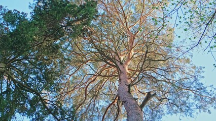 Green Tree Tops View from Ground