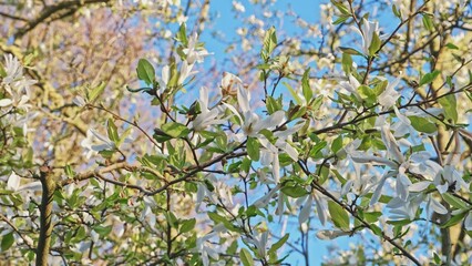 White Blooming Flowers of Magnolia Tree
