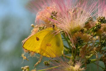 Brilliant yellow Cloudless Sulphur butterfly feeding on pink fuzzy flowers of Persian Silk tree - 672977945