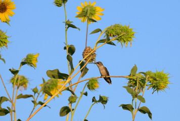 Tiny juvenile male Ruby-throated Hummingbird sitting on a sunflower stem with blue sky background - 672977964