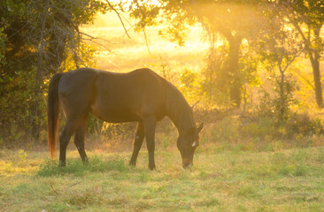 Dark bay Arabian horse in pasture at beautiful golden sunrise in early fall - 672977965