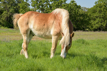 Belgian draft horse grazing in lush green grass in a sunny summer pasture - 672977971