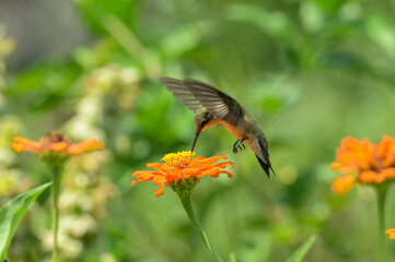 Ruby-throated Hummingbird getting nectar from a Zinnia flower in flight - 672977979