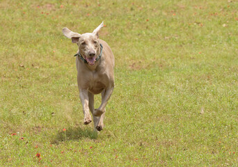 Weimaraner dog, with ears flopping, running towards the viewer on a green grassy field in summer; with copy space - 672977982
