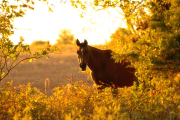 Arabian horse looking at the viewer through an opening in trees at sunrise, backlit by golden fall sunlight - 672977987