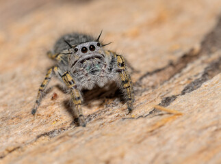 Beautiful Phidippus mystaceus jumping spider on top of wood, looking up - 672977990