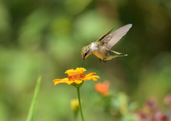 Young male Ruby-throated Hummingbird hovering and feeding on an orange Zinnia flower in summer garden - 672977992