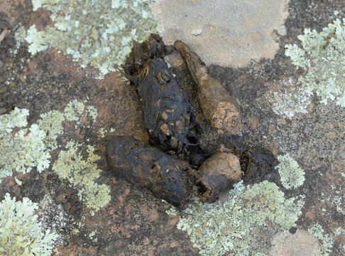 Bobcat scat on a lichen covered rock, with grass visible in it