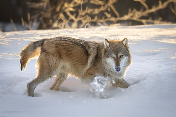 Wolf's Wink. North American Gray Wolf (Canis Lupus) romps through thick piles of fresh snow. Fiery sunlight hits the winter scene and illuminates the canine. Taken in controlled conditions