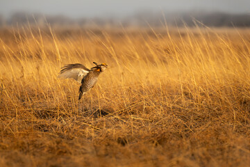 Lift off in grassland, Male Prairie Chicken (Tympanuchus cupido) beats its robust wings to get airborn in the warm dawn sunlight. Spring his here when the fowl gather to lek in North America - obrazy, fototapety, plakaty