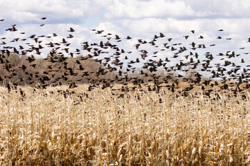 Flight of the Red Winged Blackbird (Agelaius phoeniceus).  A flock of male and female wetland bird...