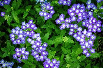 Forest Floor dotted with bright purple flowers, a vibrant ecosystem scene. Blossoms against lush vegetation, engaging background wallpaper. Exotic jungle plant species 