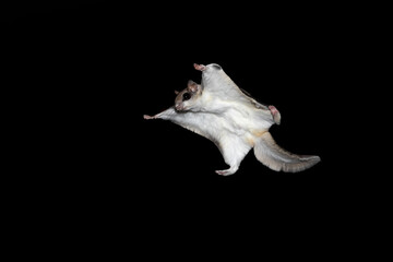 Creature of the night gliding like a kite. Southern Flying Squirrel (Glaucomys volans) soars through the air with arms and legs out stretched. Isolated on black background tiny rodent of North America