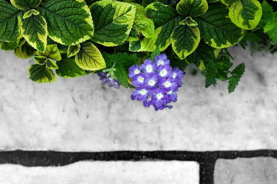 Bright vibrant alive against cold, stark, and hard. Silverleaf spurflower Swedish Ivy November lights (Plectranthus oertendahlii) leaves and flowers grow on white stone tile. Green yellow and purple