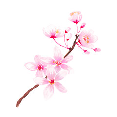 Fototapeta na wymiar Sakura Cherry Blossom Watercolor Branches Elements Hanami