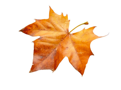 Plane tree autumn dry brown leaf isolated transparent png. Platanus orientalis or Old World sycamore fall foliage.