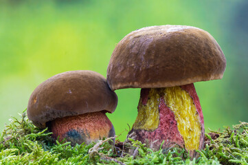 Neoboletus erythropus