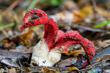 Clathrus archeri