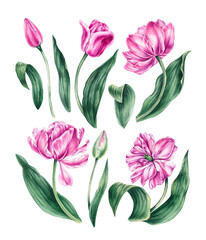 Watercolor pink tulip set on a white background