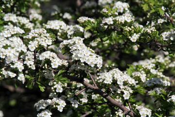 White flowers on a hawthorn (crataegus) plant in a garden