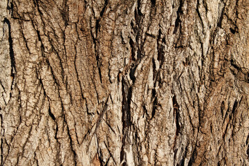 bark of a tree