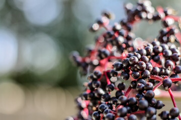 Elderberry plant – fruiting buds black, ready to pick 