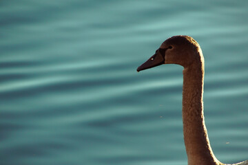 Close-up of swan swimming in lake